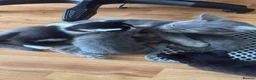 Mixed Breed cats for sale: Kittens looking forever home. - Advert 10