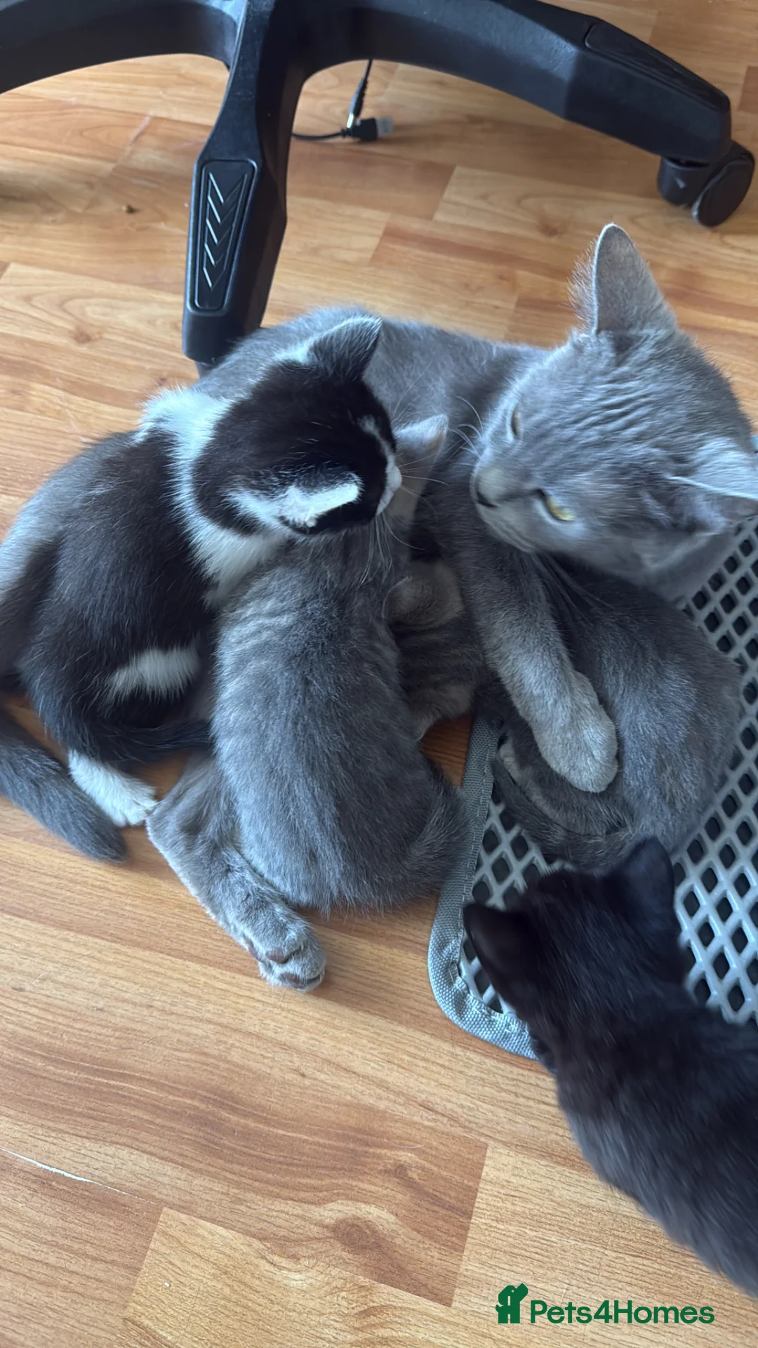 Mixed Breed cats for sale: Kittens looking forever home. - Advert 10