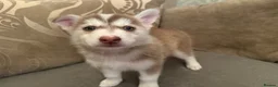 Mixed Breed dogs for sale: Husky Hybrid Puppies (Utonagans)  - Advert 22