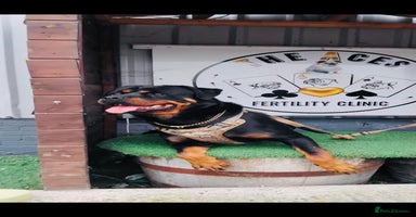 Rottweiler dogs - Advert 5
