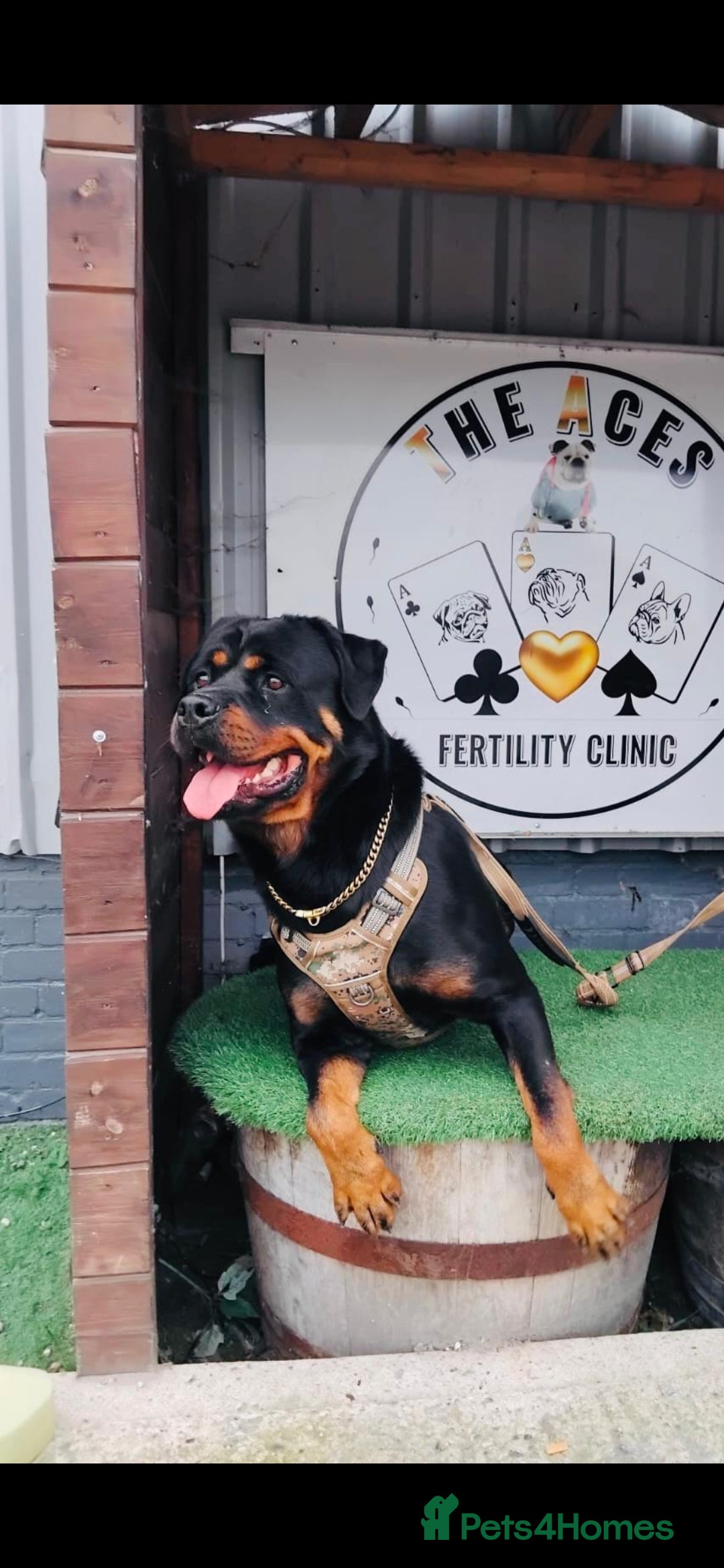 Rottweiler dogs for sale: Stunning chunky Rottweiler puppies - Image 2