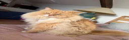 Mixed Breed cats for sale: Kittens for good homes - Advert 5