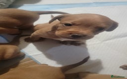 Mixed Breed dogs for sale: Frenchie x cockerpoo pups - Image 16