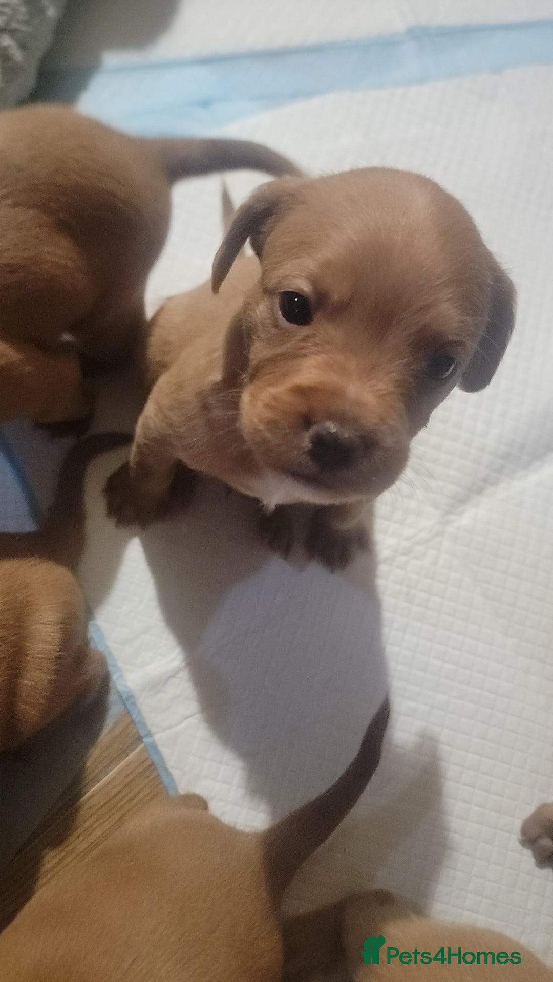 Mixed Breed dogs for sale: Frenchie x cockerpoo pups - Image 16