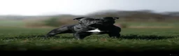 Staffordshire Bull Terrier dogs for sale: Classic Staffordshire Bull Terrier Puppies  - Advert 6