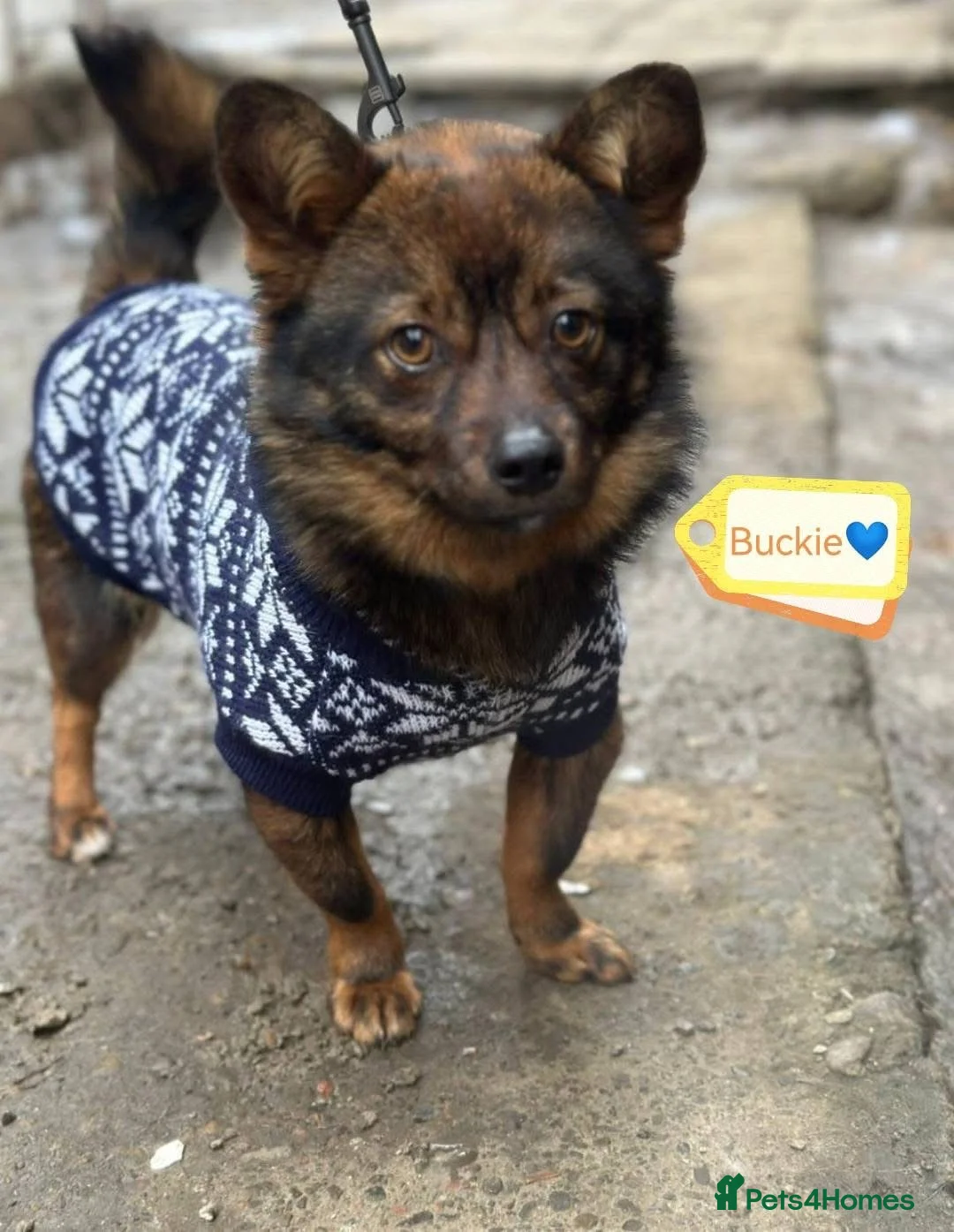 Mixed Breed dogs for adoption: ❤️🐶 BUCKIE– Tiny Dreamer With A Big Heart 🐶❤️ in Burton-on-Trent - Advert 2