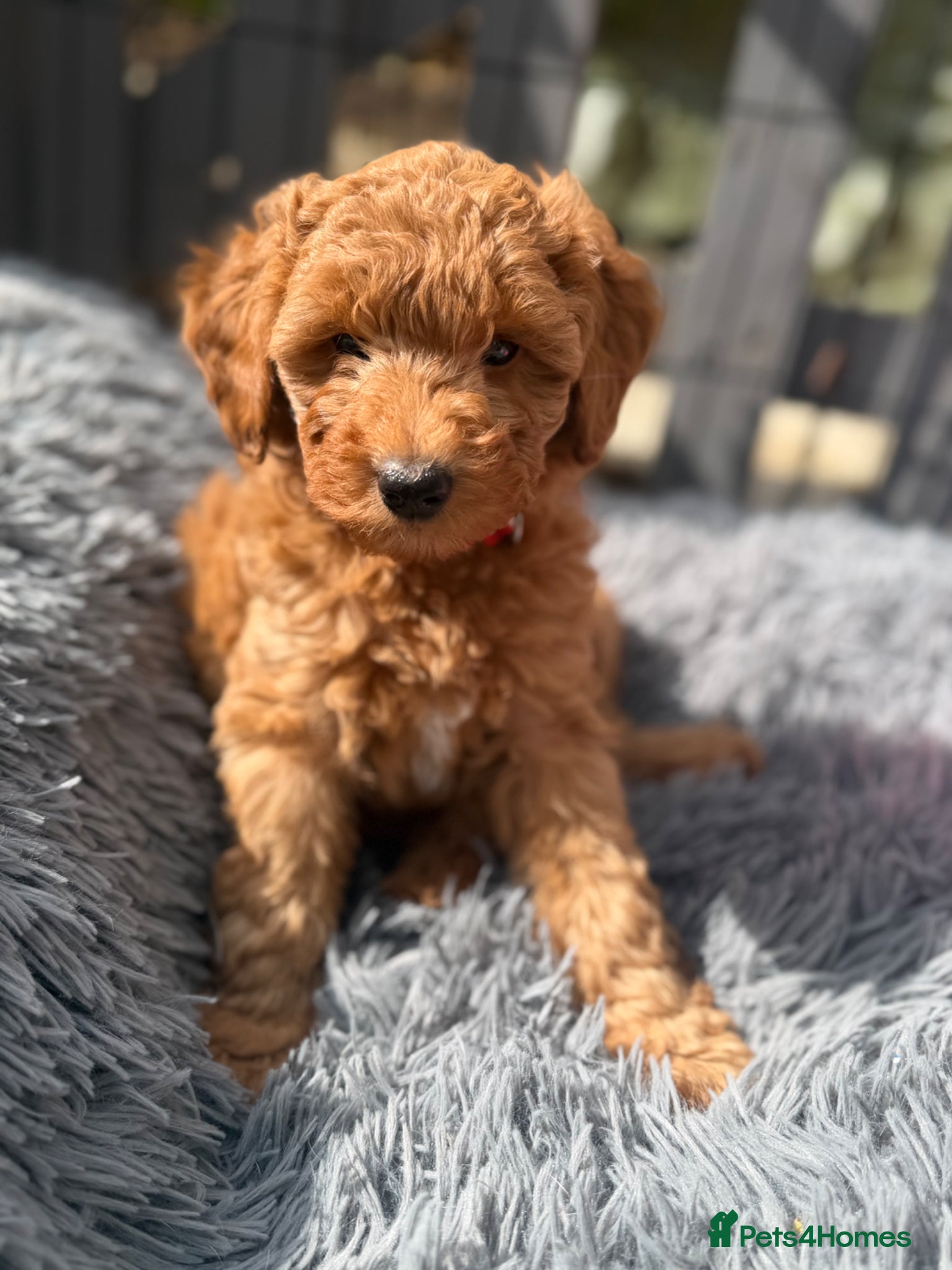 Australian Labradoodle dogs 🐶READY TO GO LAST 3 AVAILABLE🐶 - Advert 13