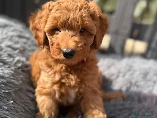 Australian Labradoodle dogs 🐶READY TO GO LAST 3 AVAILABLE🐶 - Advert 13