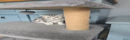 British Shorthair cats for sale: Bsh silver tabby boy 🩵 - Advert 4
