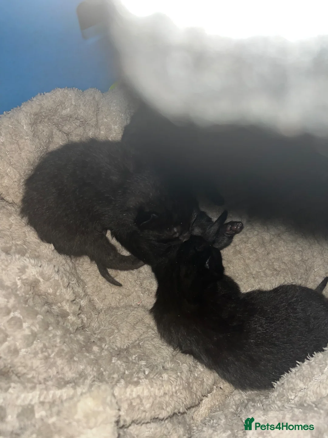 Mixed Breed cats for sale: Mixed breed black kittens quarter Russian blue  - Advert 2