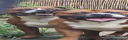 Staffordshire Bull Terrier dogs for stud: Stunning Staffordshire bull terrier  - Advert 6