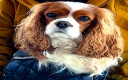 Cavalier King Charles Spaniel dogs for sale: 🌟Rare F1b Reverse Cavapoo(3/4 Cavalier1/4 Poodle) - Image 8