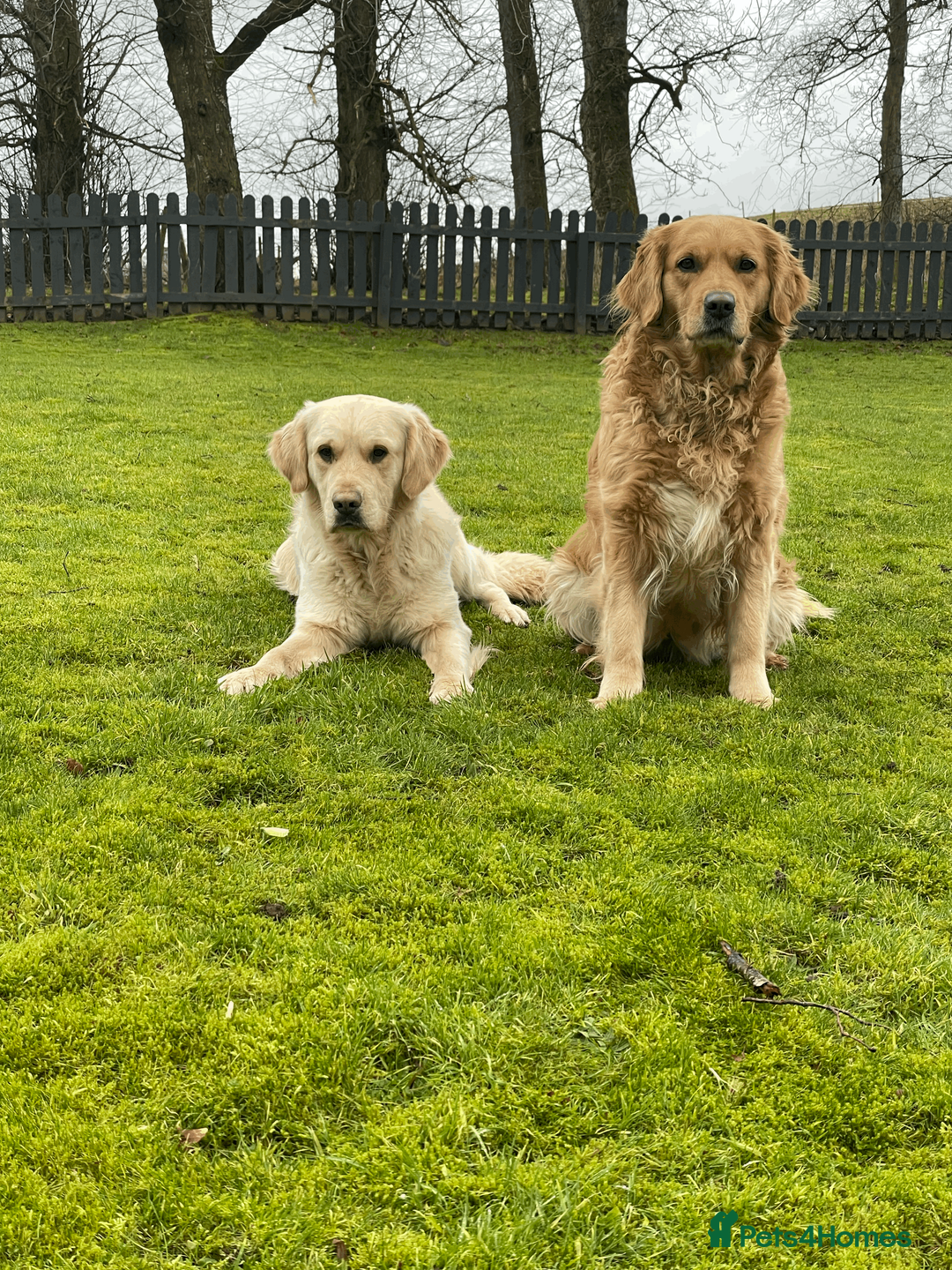 Golden Retriever dogs for sale: KC Golden Retrievers - Advert 2
