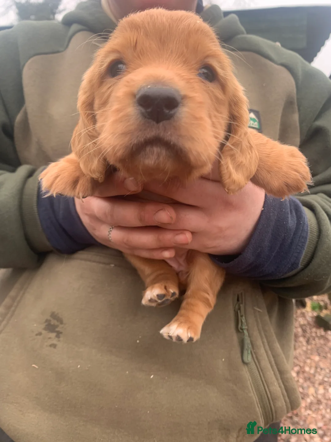 Cocker Spaniel dogs for sale: Two beautiful red working cocker spaniels - Advert 7