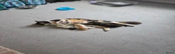 European cats for sale: 3 kitten for sale looking for forever home - Advert 8