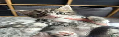 Mixed Breed Kitten 2
