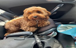 Cockapoo dogs for stud: 1 year old cockapoo for stud - Image 14
