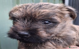 Cairn Terrier dogs for sale: Cracking litter of Cairn terriers - Image 9