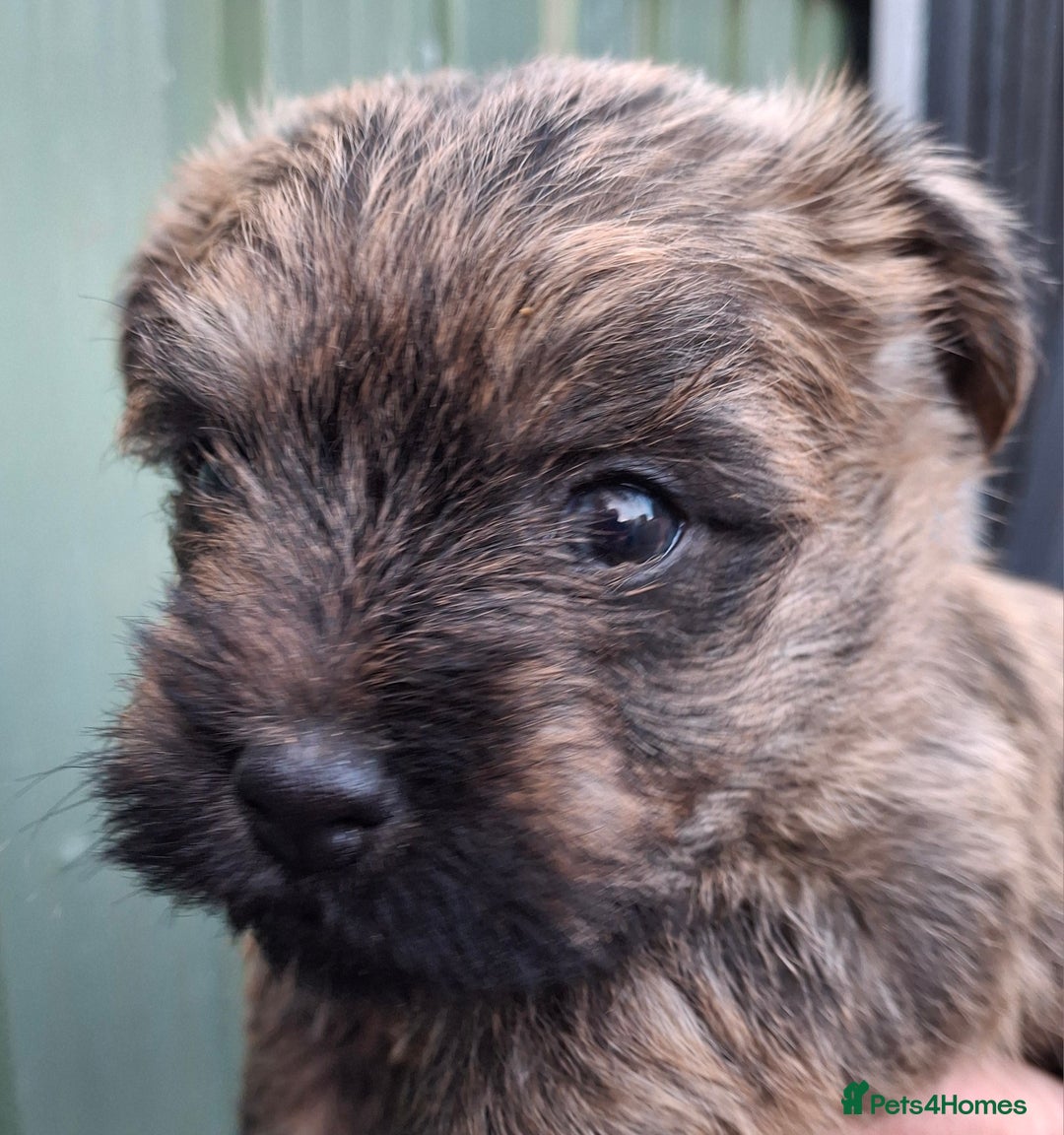 Cairn Terrier dogs for sale: Cracking litter of Cairn terriers - Image 9
