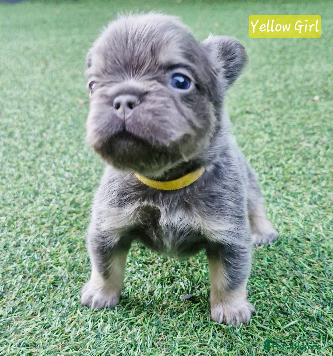 French Bulldog dogs for sale: Lilac & Tan Full Fluffy French Bulldogs For Sale - Image 1