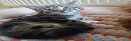 Mixed Breed cats for sale: Tabby cross persian kittens for sale  - Advert 13