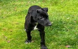 Mixed Breed dogs for sale: Collie saluki whippet puppies  - Image 29
