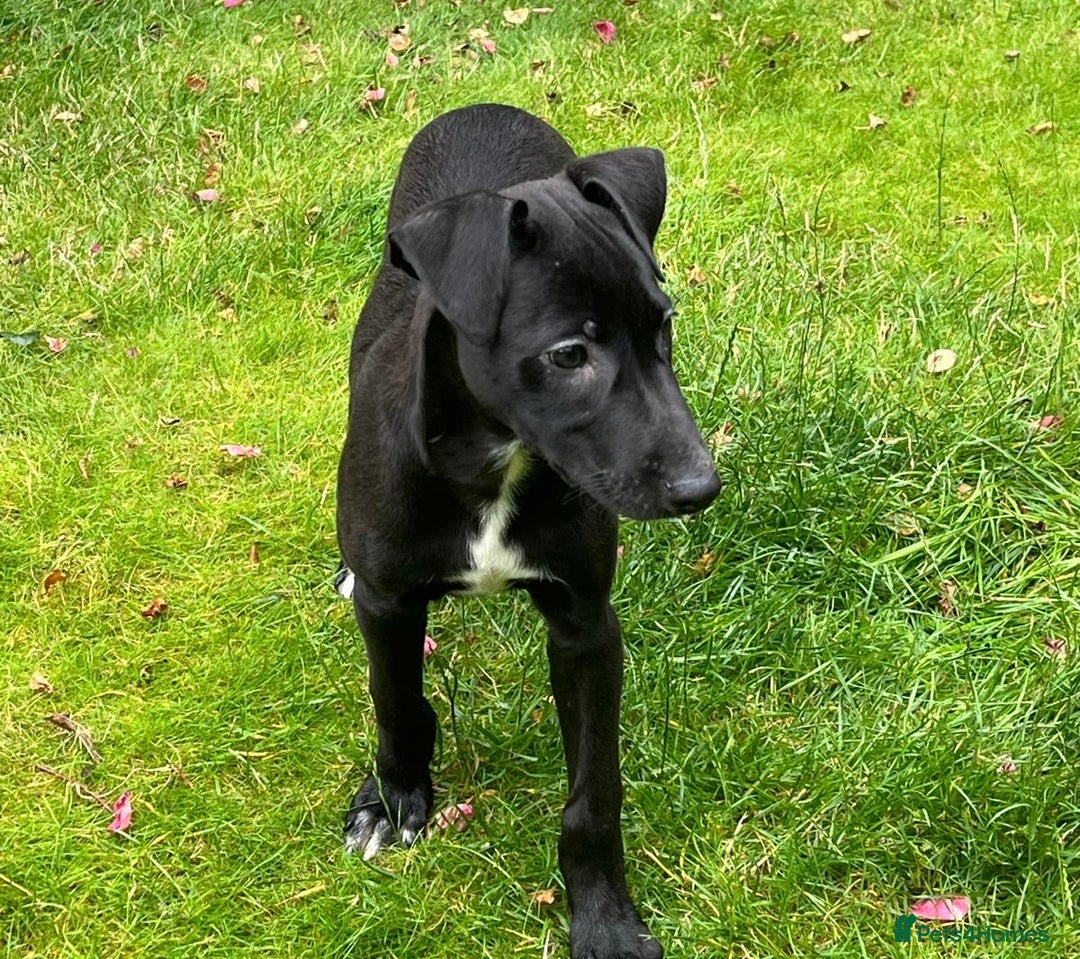 Mixed Breed dogs for sale: Collie saluki whippet puppies  - Image 29