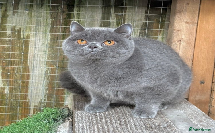 British Shorthair cats Blue girl available  - Advert 2