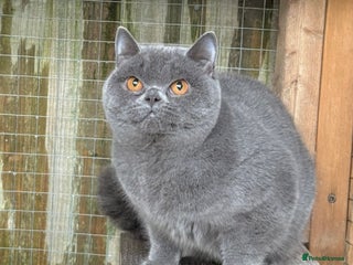 British Shorthair cats Blue girl available - Advert 11