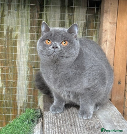 British Shorthair cats Blue girl available - Advert 2