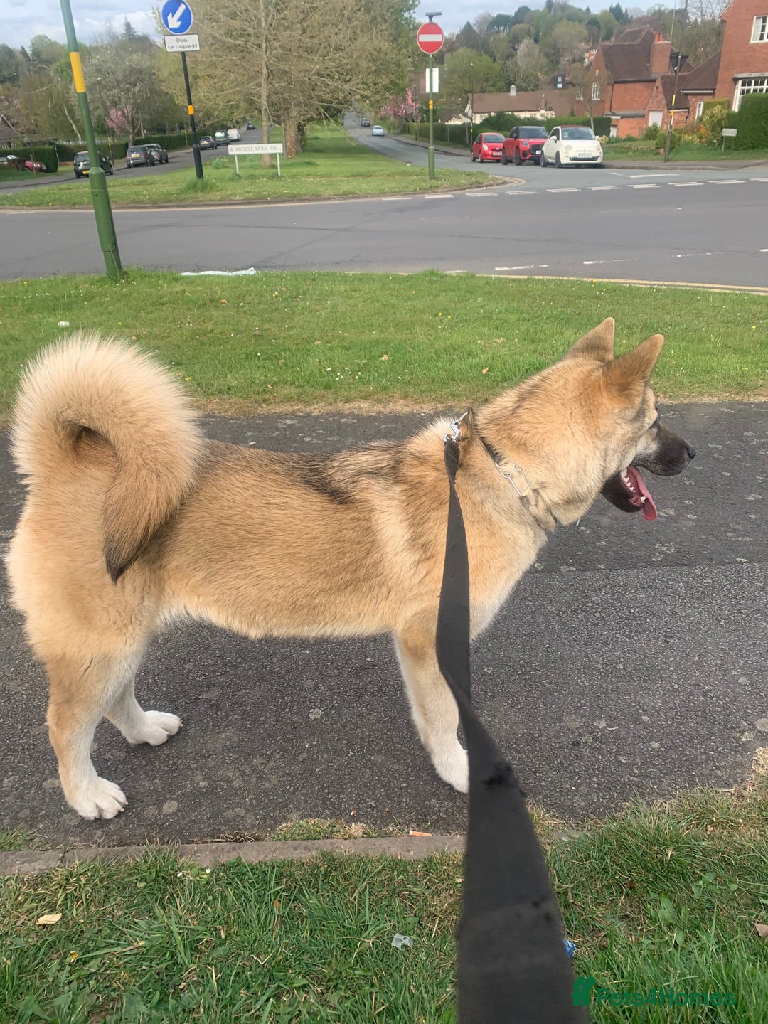 Akita dogs for sale: Female akita - Image 4