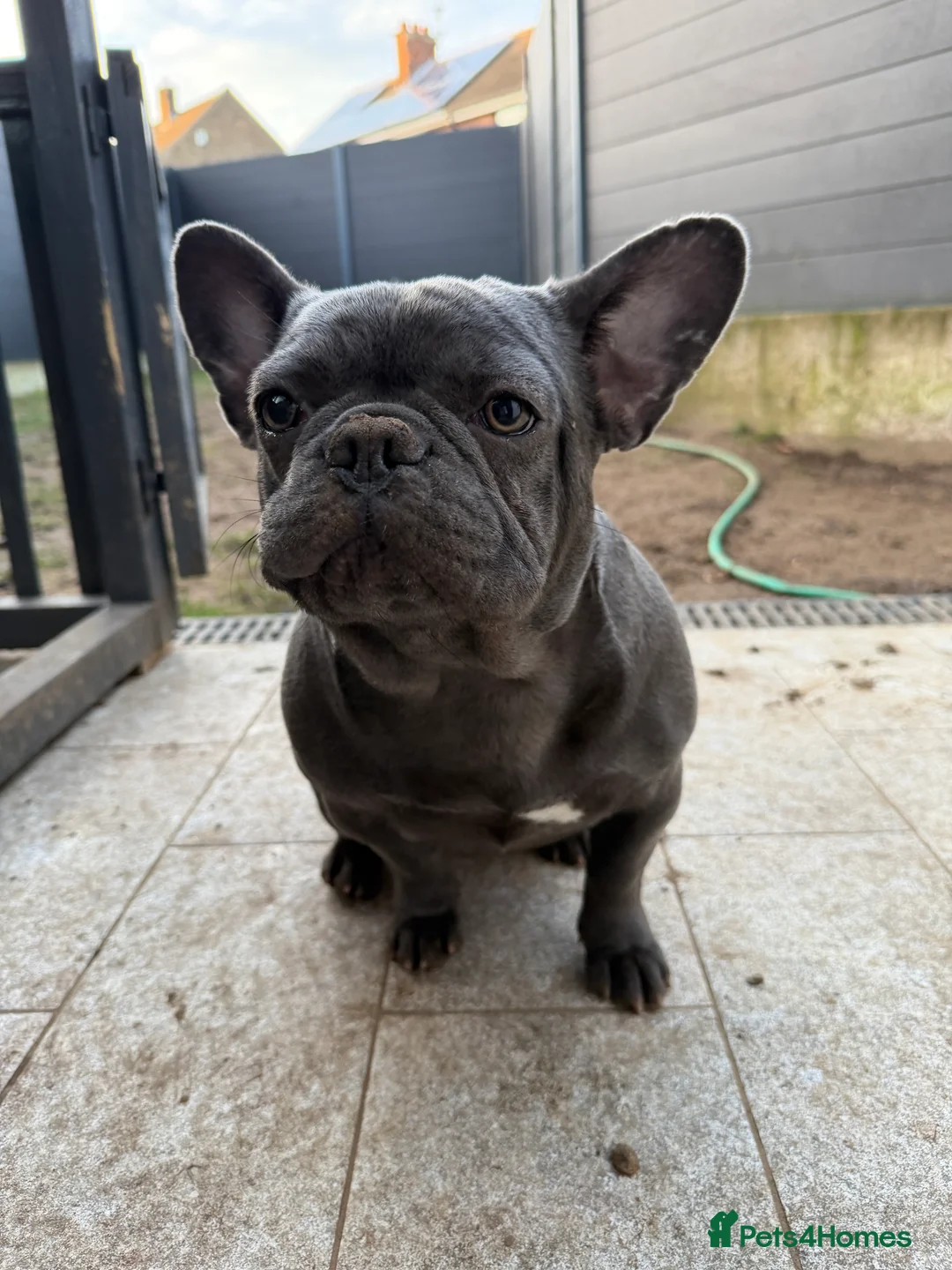 French Bulldog dogs for sale: French bulldogs puppies  in Doncaster - Advert 7