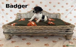 Jack Russell dogs for sale:  JACK RUSSELL PUPPIES READY NOW  - Image 3
