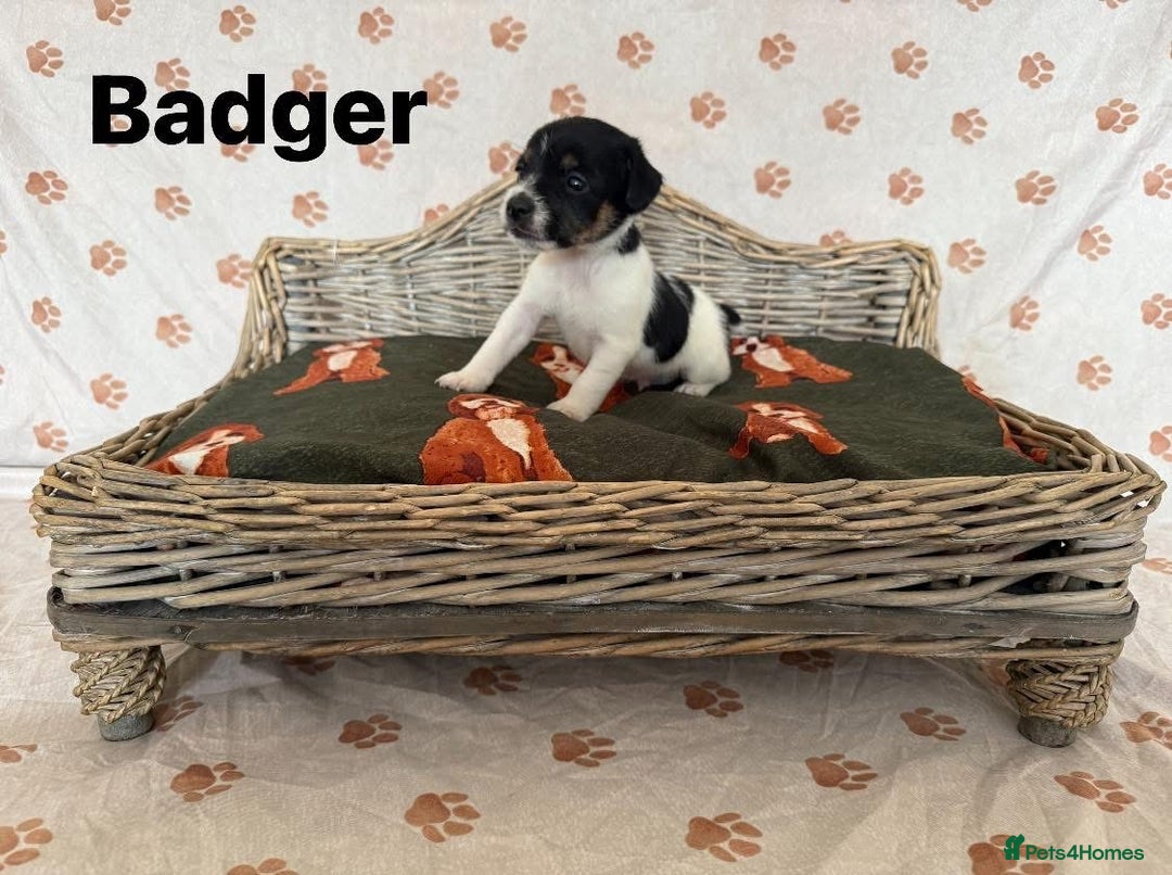 Jack Russell dogs for sale:  JACK RUSSELL PUPPIES READY NOW  - Image 3