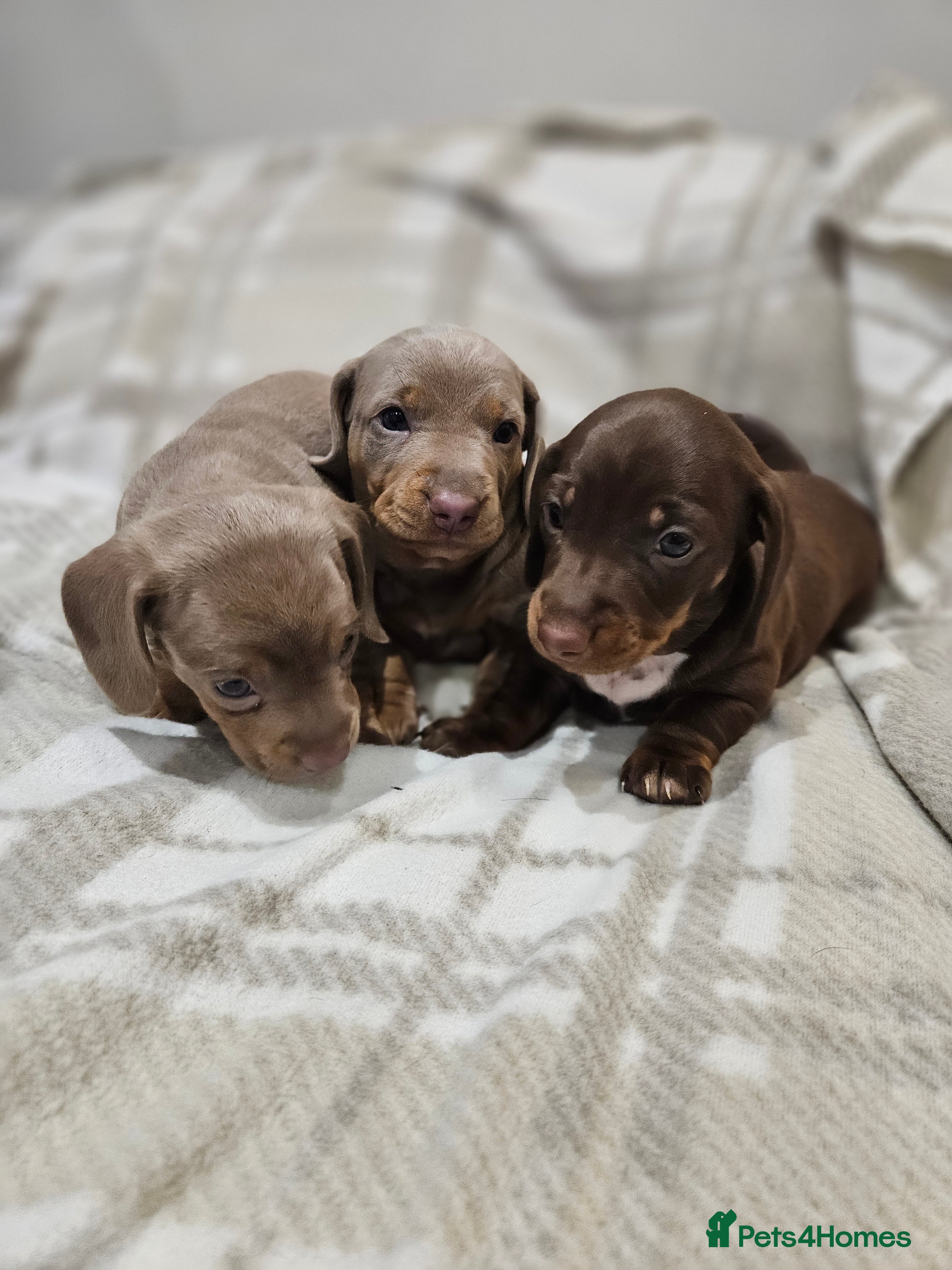 Miniature Dachshund dogs Miniture Daschund Puppies  - Advert 18