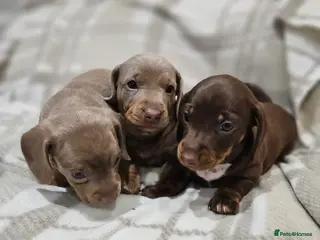 Miniature Dachshund dogs Miniture Daschund Puppies - Advert 1
