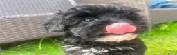 Maltipoo dogs for sale: 🌟 **Adorable Maltipoo Puppies!** 🌟  - Advert 22