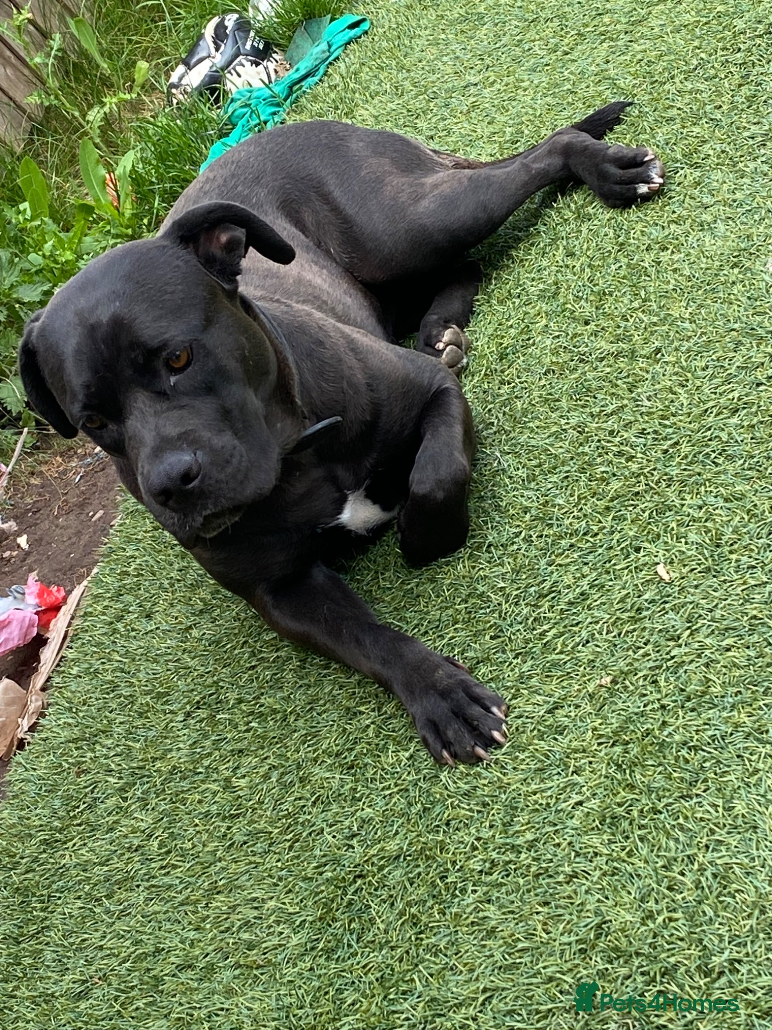 Cane Corso dogs Cane corso female 2/3years old - Advert 1