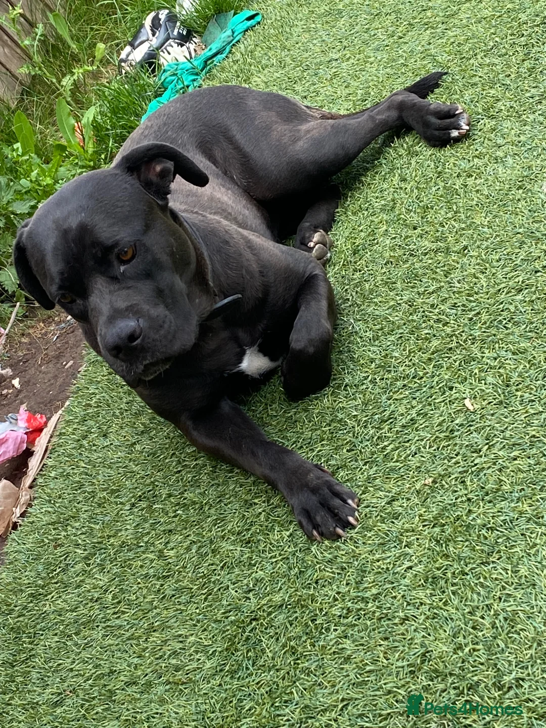 Cane Corso dogs for sale: Cane corso female 2/3years old in Brierley Hill - Advert 1