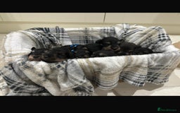 Miniature Schnauzer dogs for sale: 8 beautiful kc registered miniature schnauzer pups - Image 5