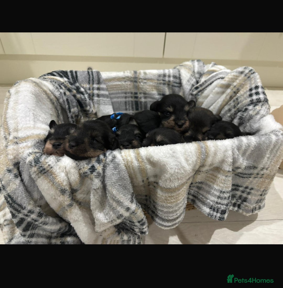 Miniature Schnauzer dogs for sale: 8 beautiful kc registered miniature schnauzer pups - Image 5