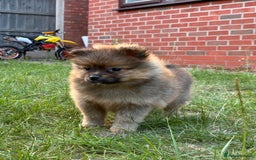 Pomeranian dogs for sale: 5 BEAUTIFUL TEDDY TYPE FOXY POMERANIANS - Image 14
