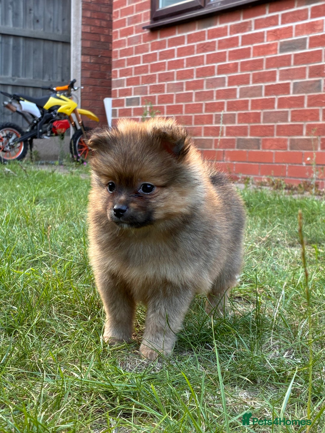 Pomeranian dogs for sale: 5 BEAUTIFUL TEDDY TYPE FOXY POMERANIANS - Image 14