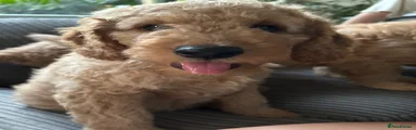 Goldendoodle 2
