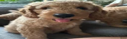 Goldendoodle dogs for sale: * Family raised confident Goldendoodle puppies - Advert 5