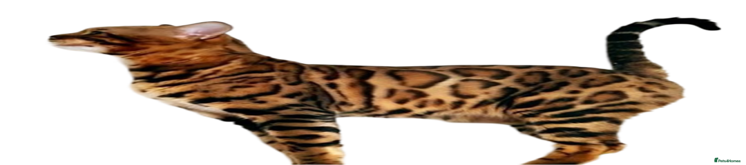 Bengal Male Hibiki
