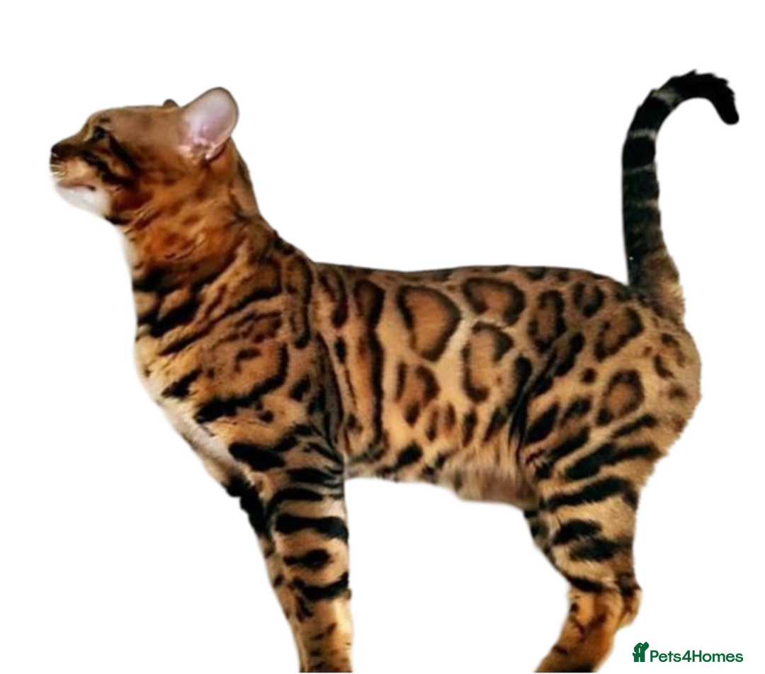 Bengal cats for sale: 🔥Luxury Bengal Adults Durham UK TICA reg Pedigree - Image 2