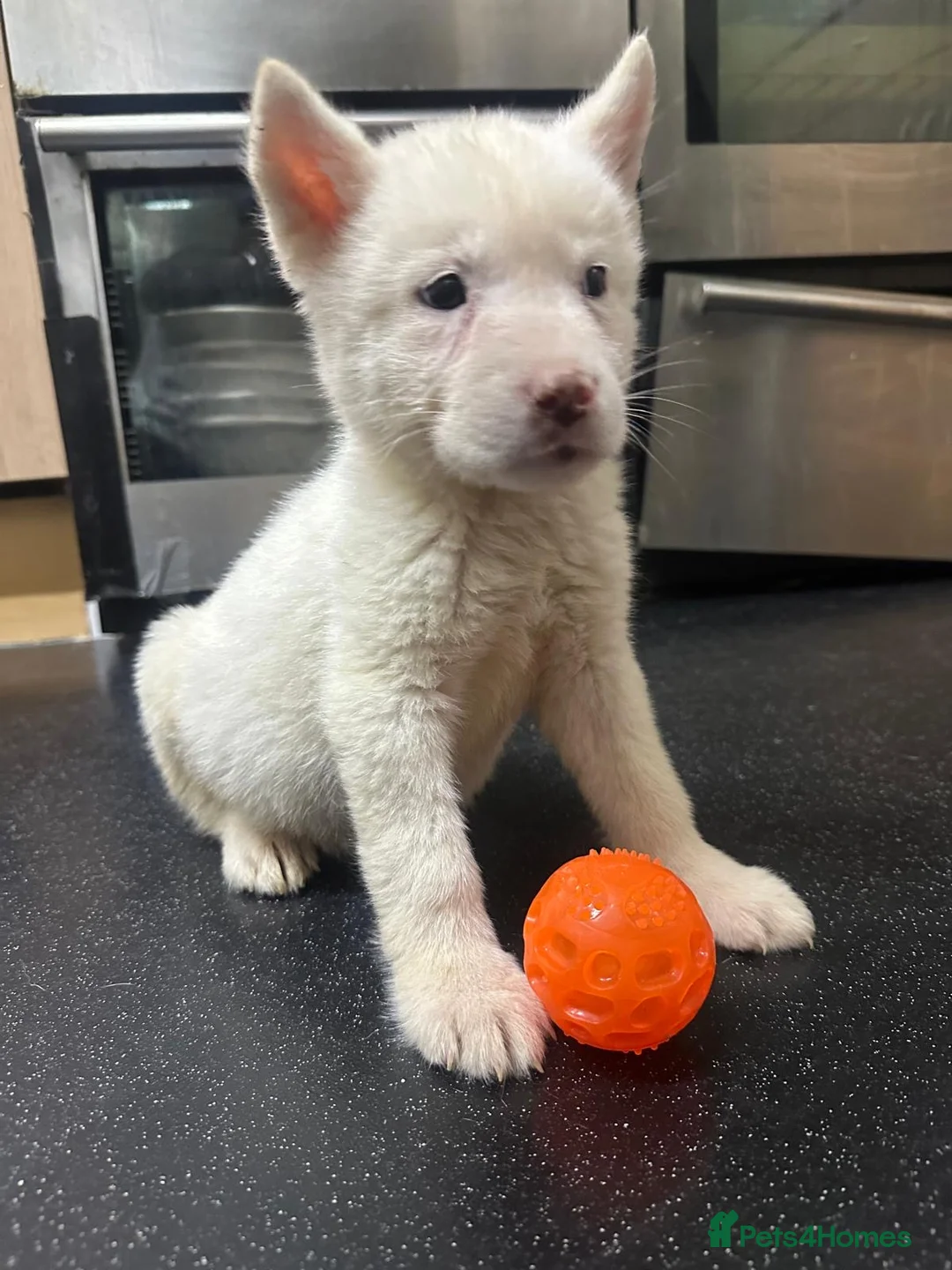 Akita dogs for sale: American Akita - Advert 26