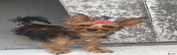Yorkshire Terrier dogs for sale: Yorkshire Terrier  - Advert 1
