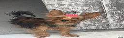 Yorkshire Terrier dogs for sale: Yorkshire Terrier  - Advert 1